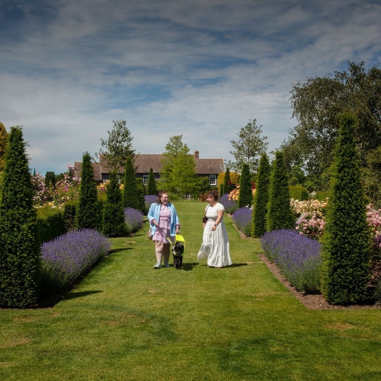 A lady with her guide dog walks with another lady in a garden that has lavender borders