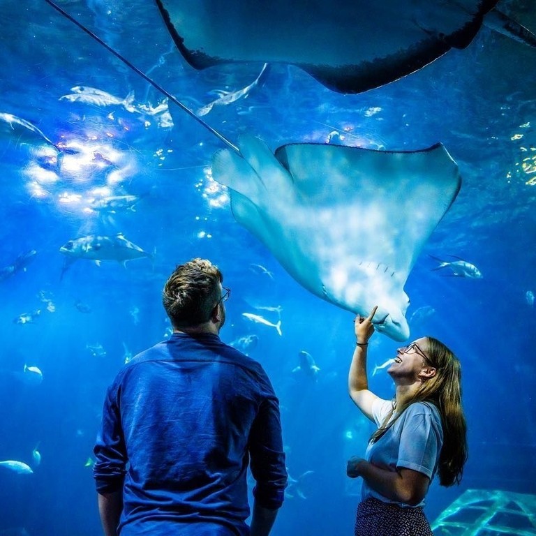 Two people looking through a tall window in an aquarium, admiring the sea creatures