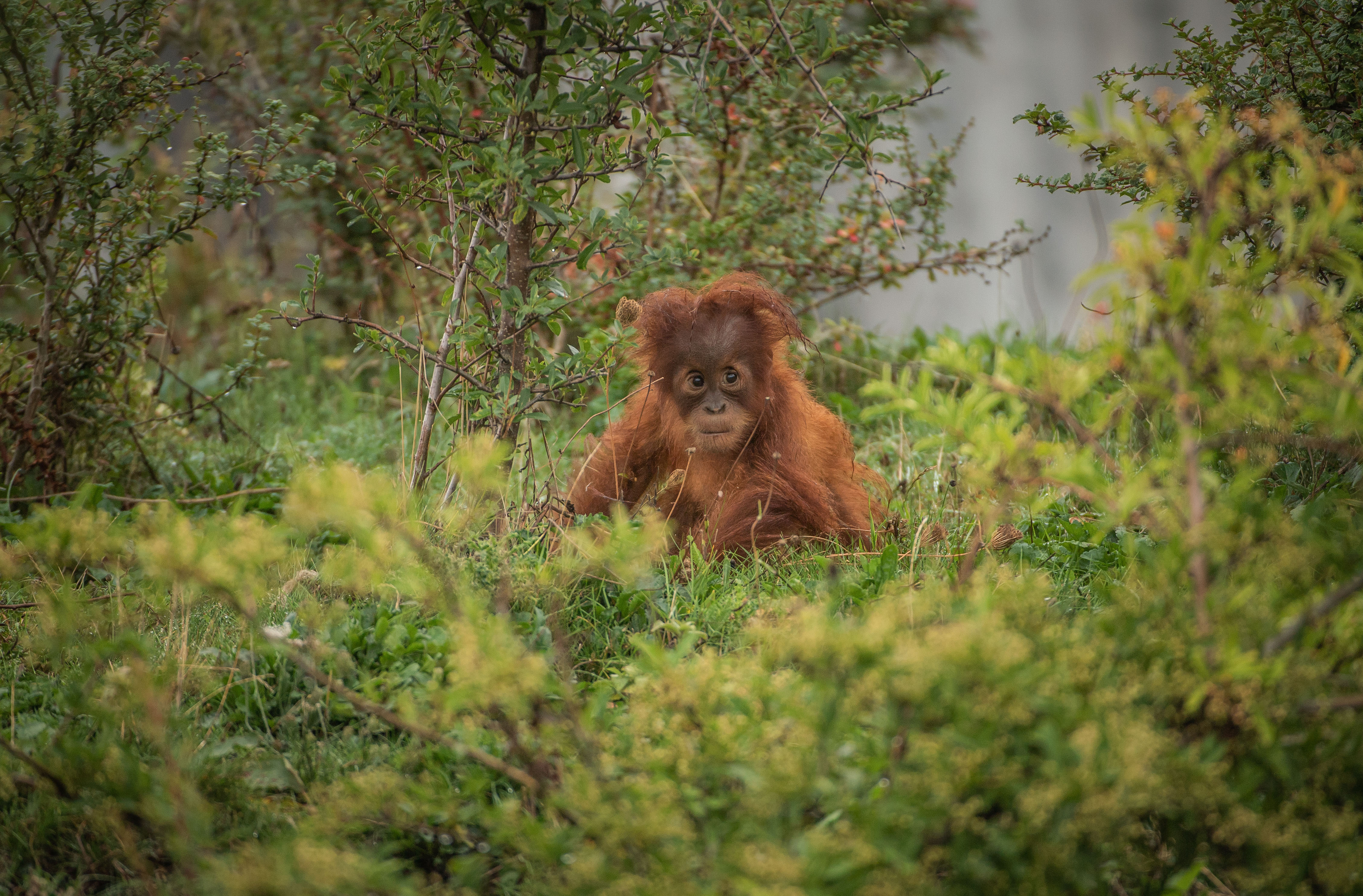 Baby orangutan at Chester Zoo
