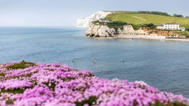 Stand up paddle boarders shot from the cliffs above Freshwater Bay on the Isle of Wight with wild flowers in bloom.