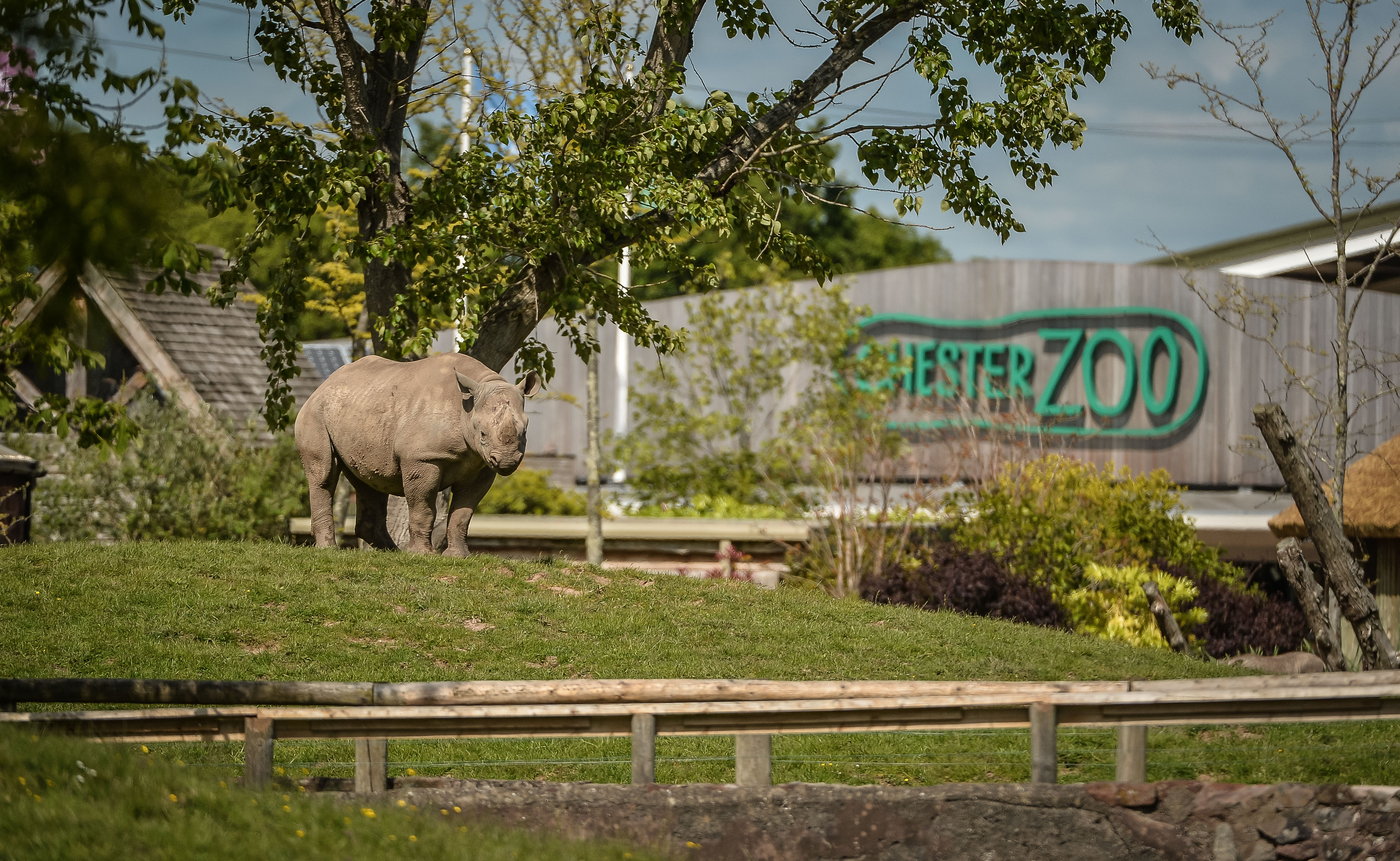 Rhino next to Chester Zoo sign