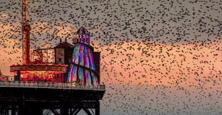 Large flock of birds at sunset near Palace Pier, Brighton, East Sussex, England.
