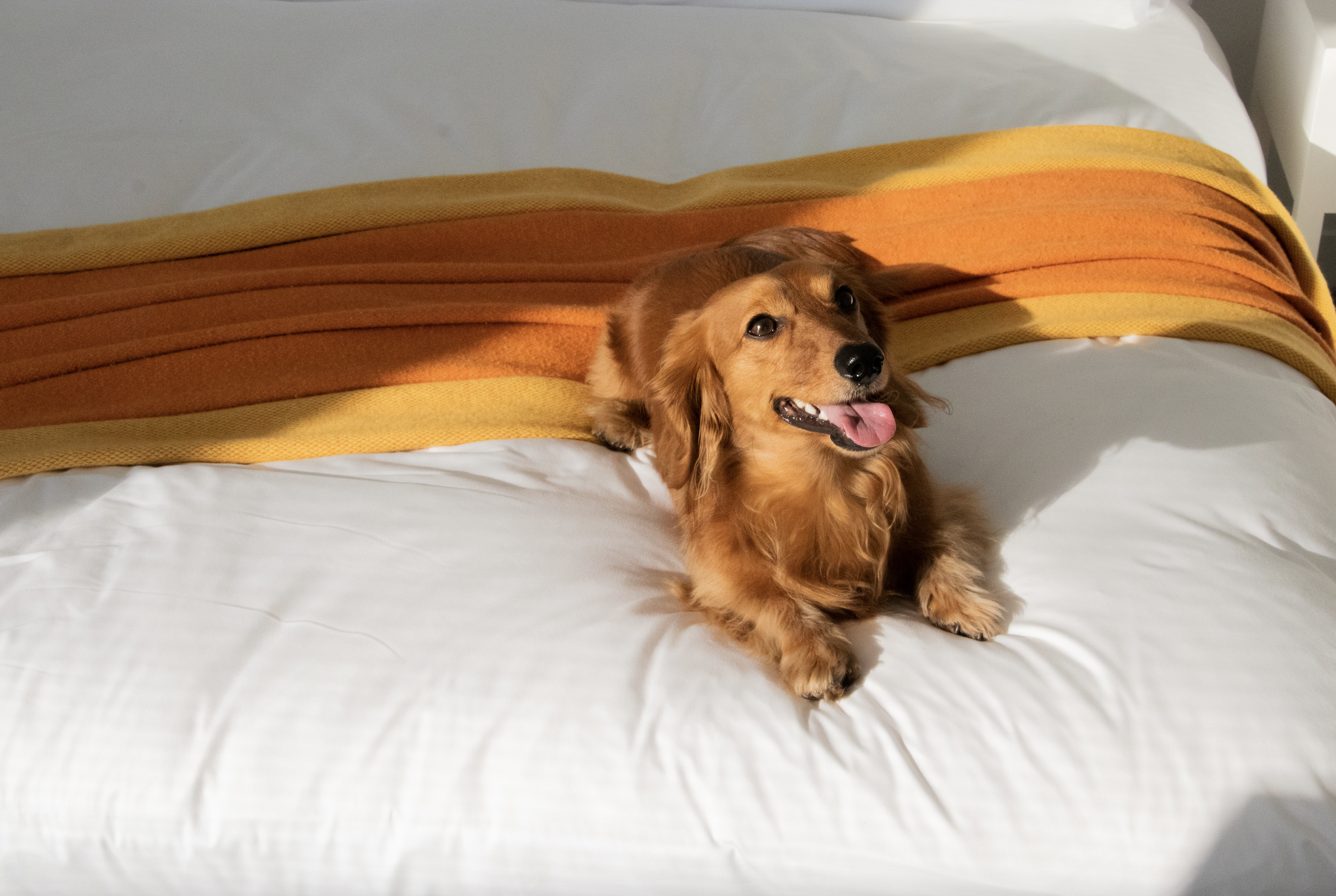 a cute medium sized dog with a golden coat sits on a bed topped with an orange and yellow striped blanket