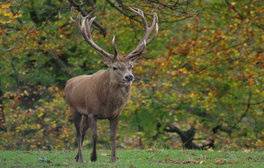 Calke Abbey, Derbyshire - Red deer stag during the run (c)National Trust Images, Gillian Day LRPS