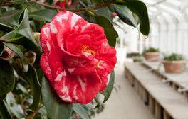 Chiswick House and Garden, London (c) VisitEngland, Camellia japonica 'Parksii'