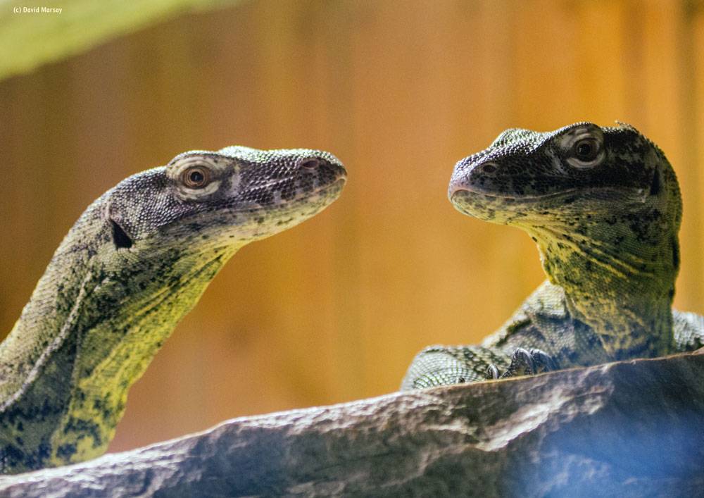 A close up of two komodo dragons at Colchester Zoo