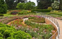 The Savill Garden, Windsor Great Park (Rose Garden in full bloom) (c) VisitEngland