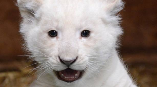 White lion cub at Paradise Wildlife Park