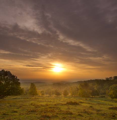 Sunrise over a misty rural landscape with tree in foreground