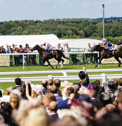 Royal Ascot Race Meeting at the prestigious Ascot racecourse in Berkshire. Large group of spectators watching a race. Jockeys on racehorses racing past in the background.