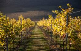 Vineyards to visit in the summer