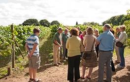 vineyard tours england