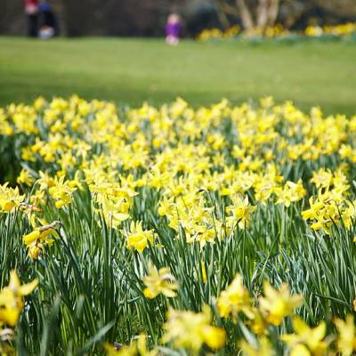Daffodils in bloom in a London park