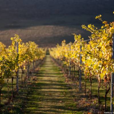 Vineyards to visit in the summer