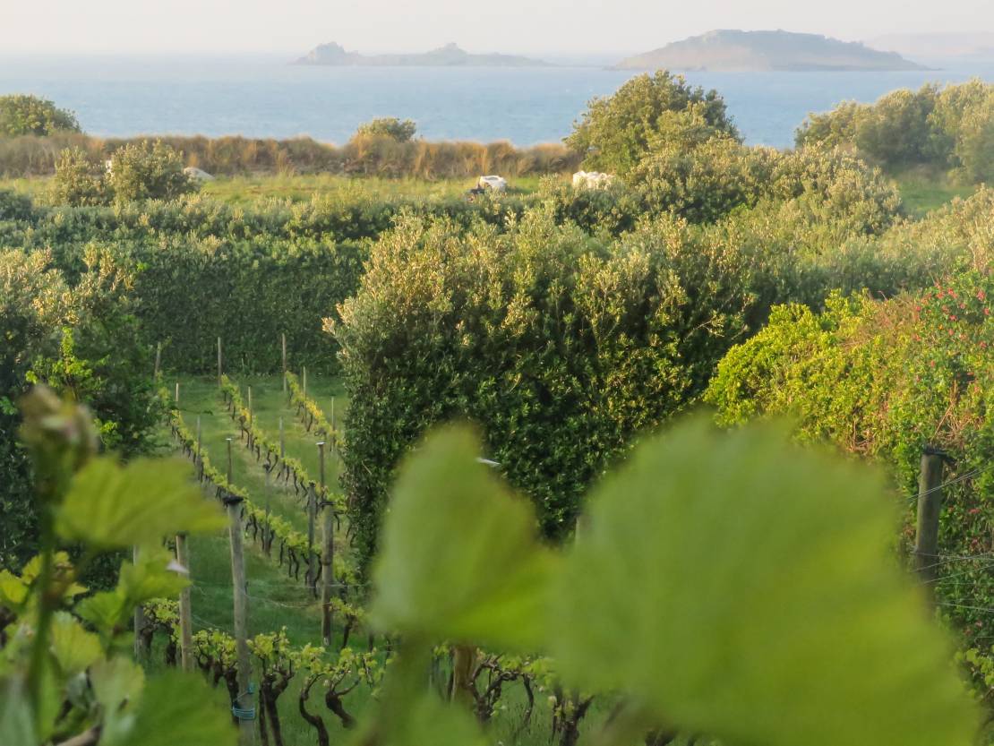 Rows of vines at St Martin's Vineyard, Isle of Scilly