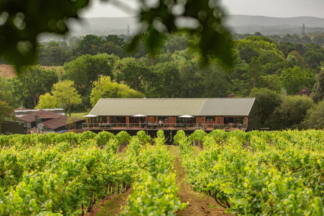 View across vines at Bolney Wine Estate