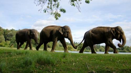 Three elephants walking in a line holding on to each others tails with their trunks