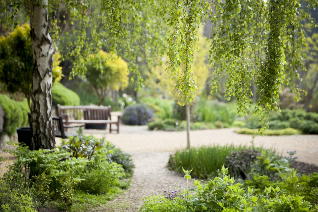 Medicinal Garden in Ventnor Botanic Gardens