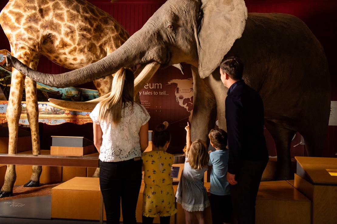 Family looking at animal models at Royal Albert Memorial Museum
