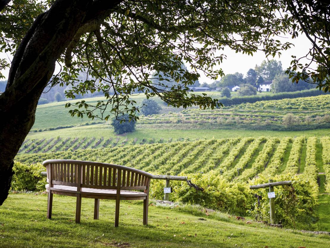 Bench looking out over vines at Three Choirs Vineyard