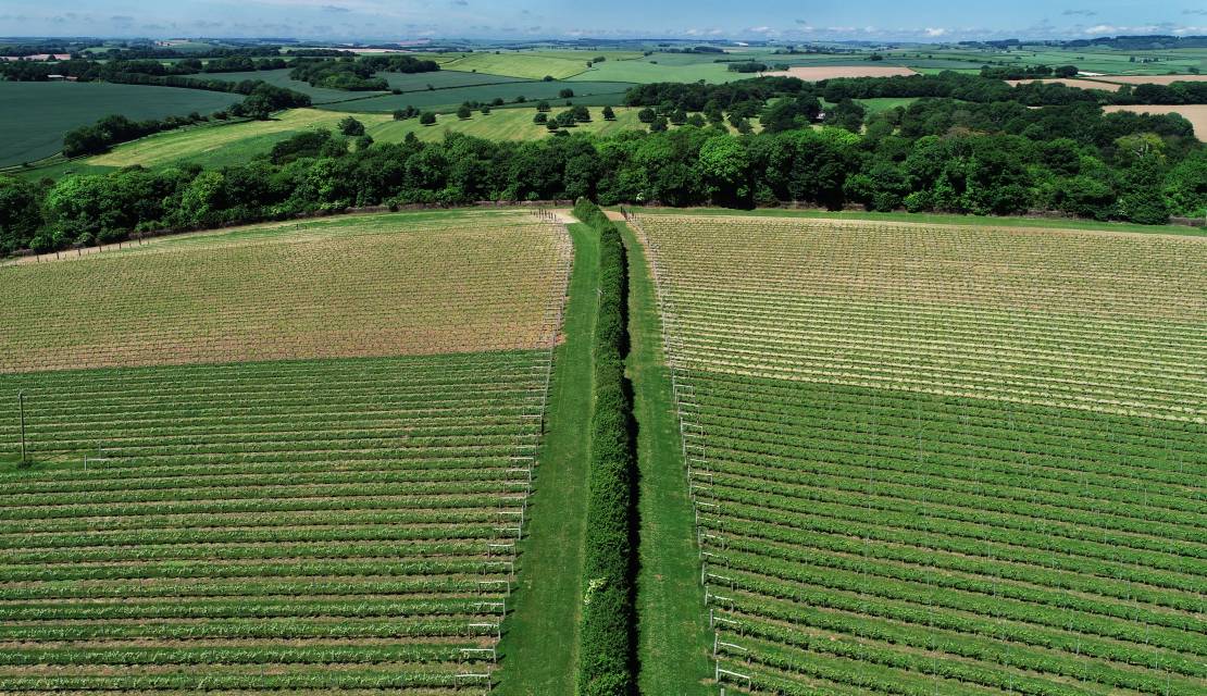 Drone shot of vines at Langham Wine Estate