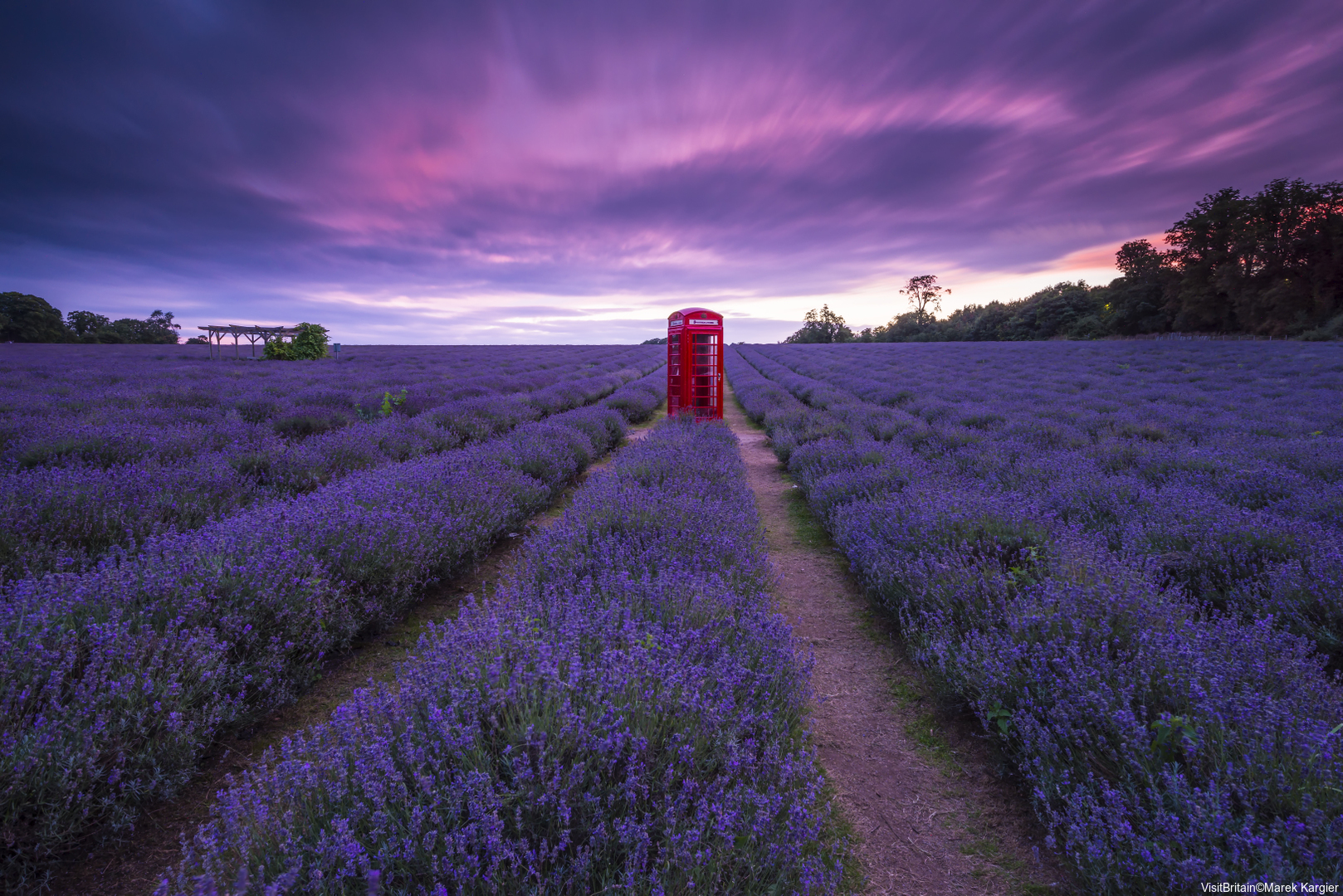 Mayfield Lavender, Banstead, Surrey, England.