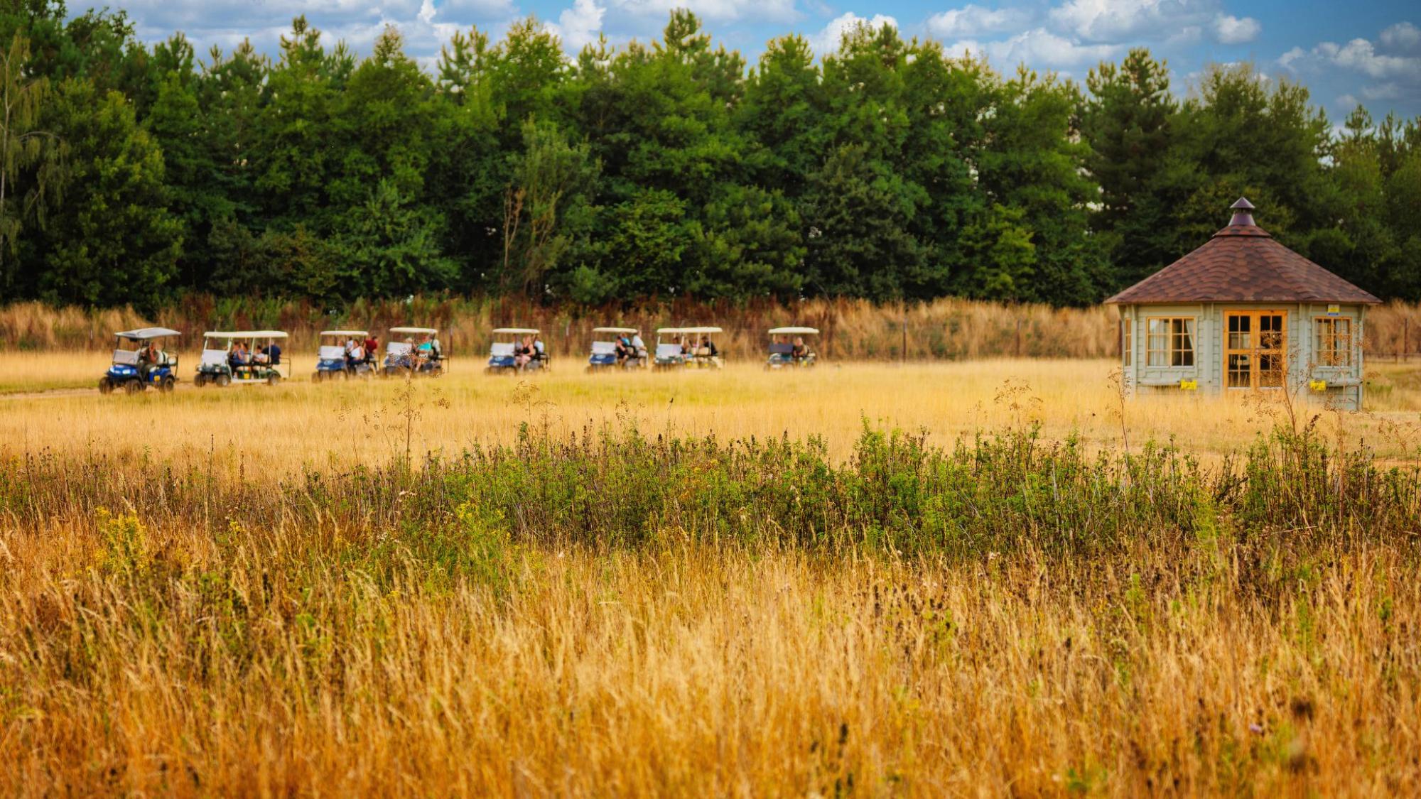 A line of safari carts drives through a golden plain in Norfolk