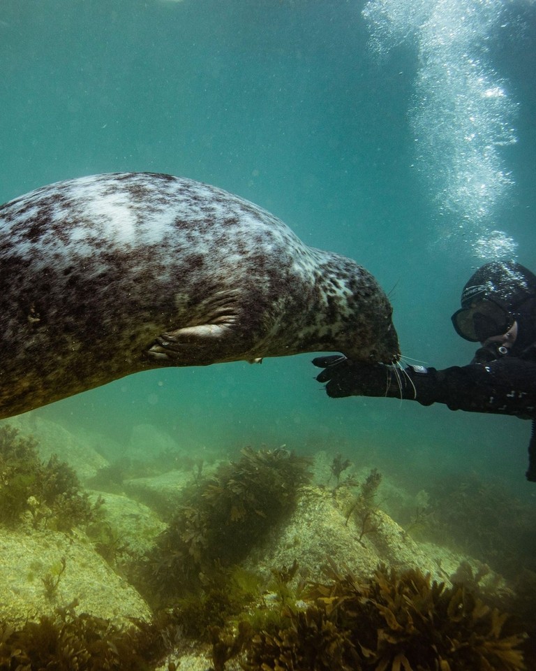 A common grey seal swims with scuba diver in the sea