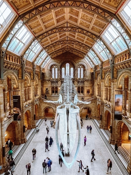 Looking down from a balcony in a museum onto a floating dinosaur skeleton that is suspended