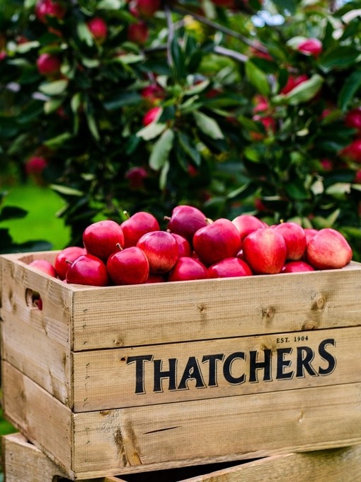 A wooden box filled with apples in an orchard