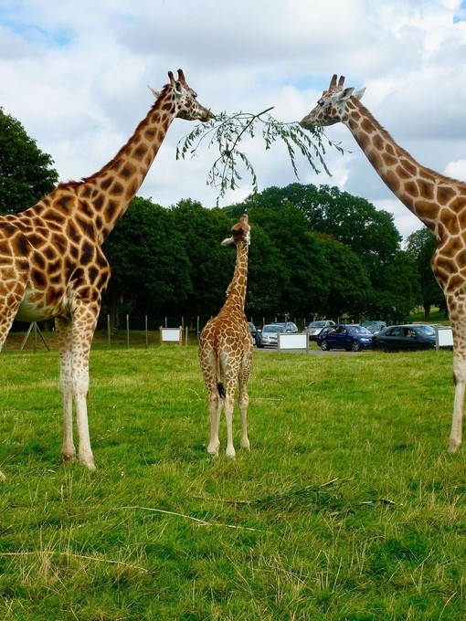 A family of giraffes sharing a tree branch at a safari park.