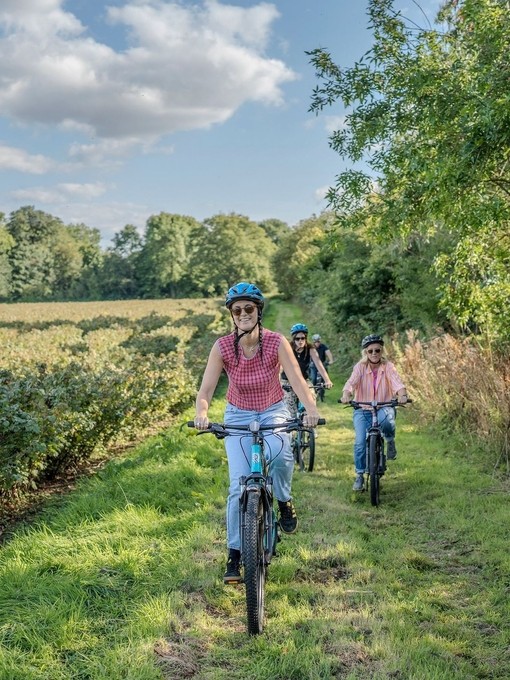 Group of people cycling through a blackcurrant field