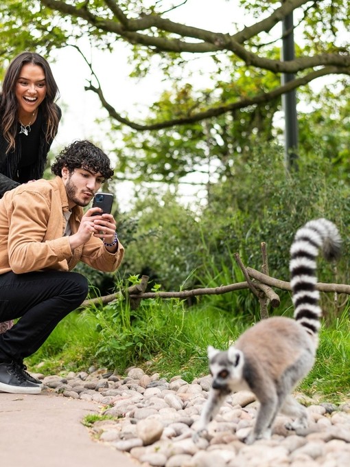 Two people taking a picture of a ring-tailed lemur in Chester Zoo