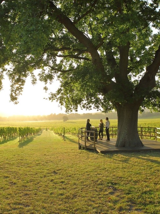 People on wine tasting tour in vineyard setting