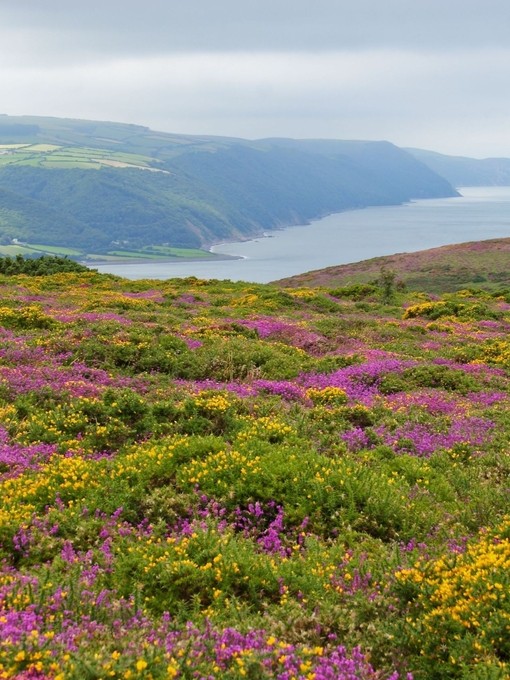 Looking across wild heather and gorse towards the coast