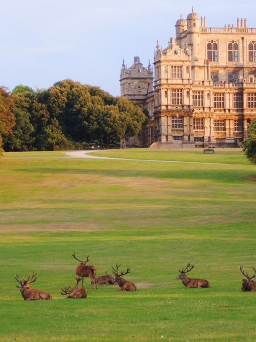 A group of deer lying on the grass in Wollaton Park, a stretch of countryside and gardens surrounding Wollaton Hall