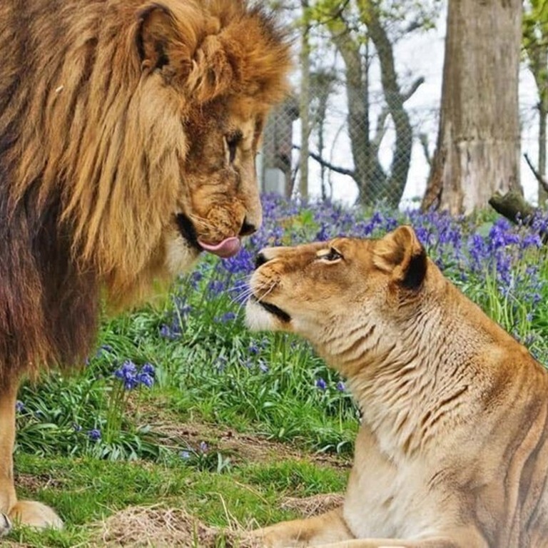 A lion and lionness looking at each other in Dartmoor Zoo