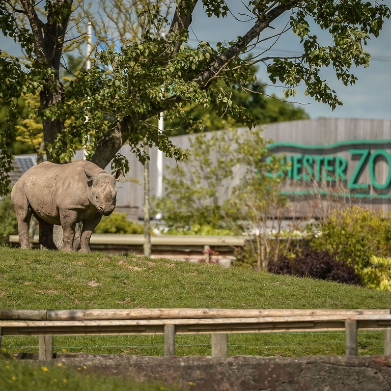 A rhinocerous standing within a grass enclosure at a Zoo