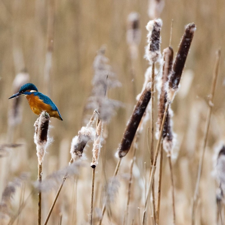 Kingfisher hunting from reed heads at Attenborough Nature Reserve, Nottingham, UK.