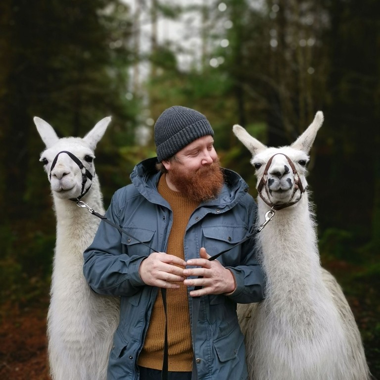 A bearded man wearing a wool hat holding two white alpacas