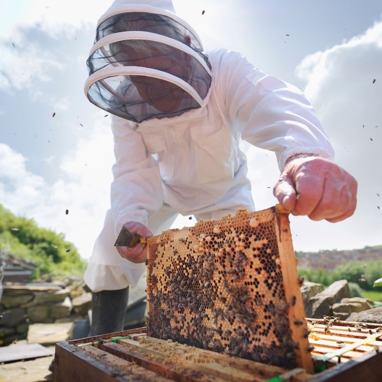 Beekeeper inspects bee hive, Killinghall Mount Farm, Otley Road, Killinghall, Harrogate