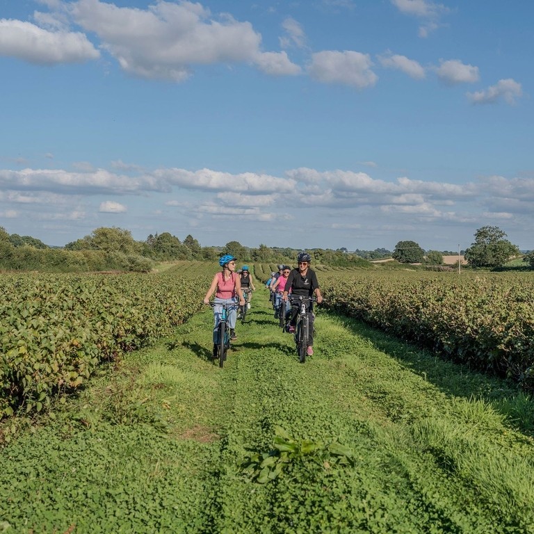 Group of people cycling through a blackcurrant field
