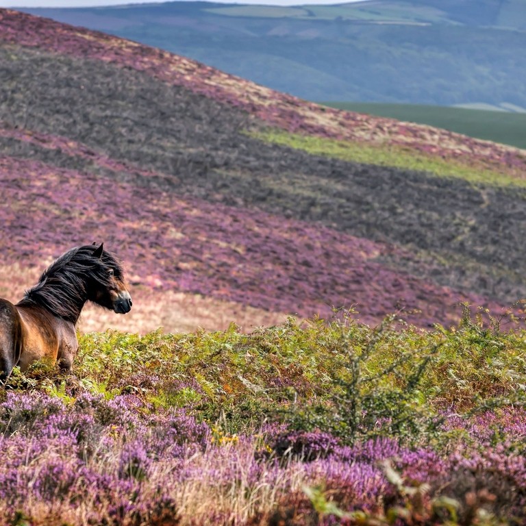 A horse wandering through purple heather in the countryside.